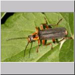 Cantharis nigricans - Weichkaefer 03.jpg